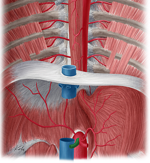 Common hepatic artery (#1322)