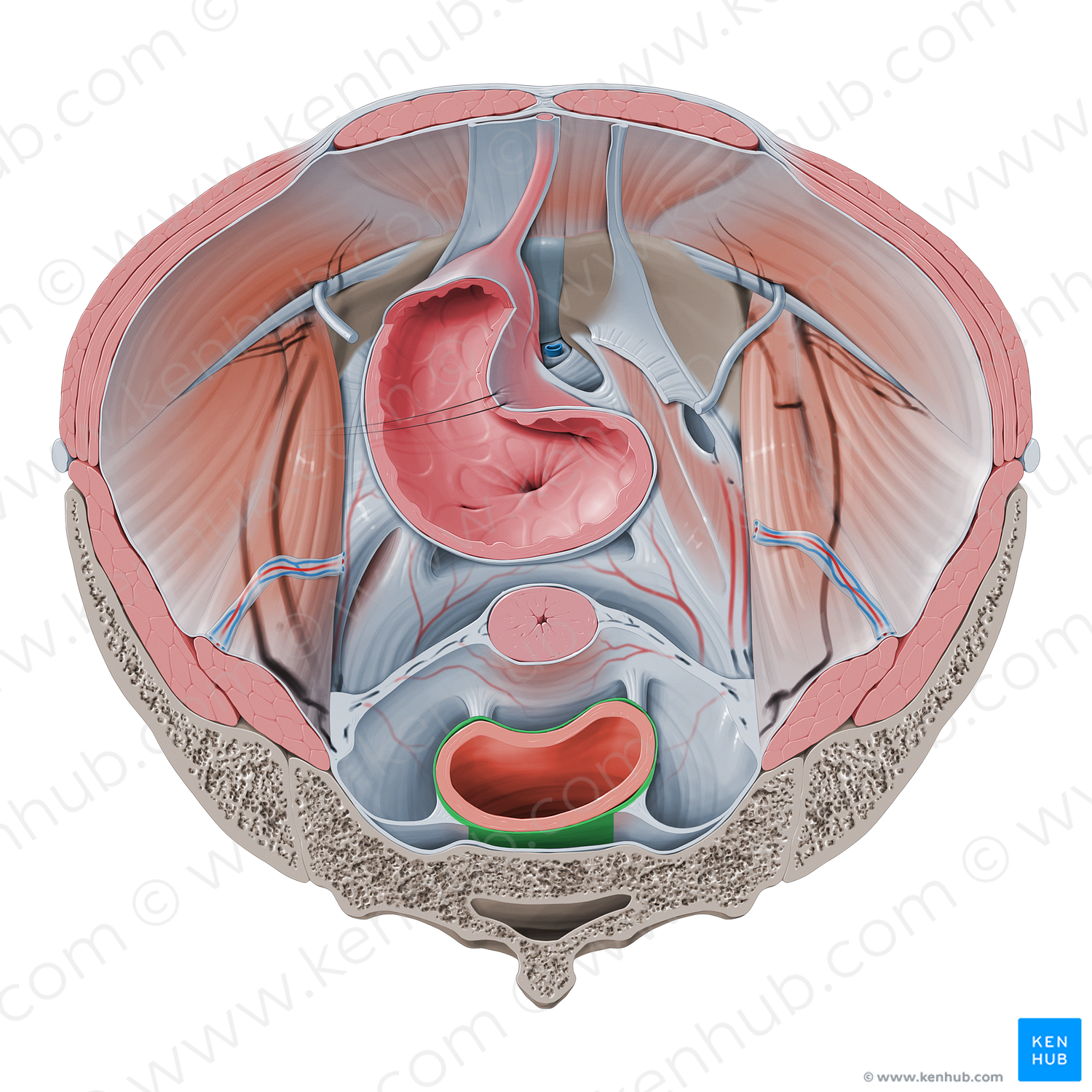Rectal fascia (#430)
