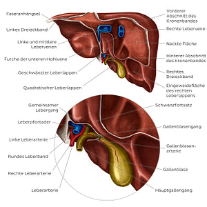 Posterior view of the liver (German)