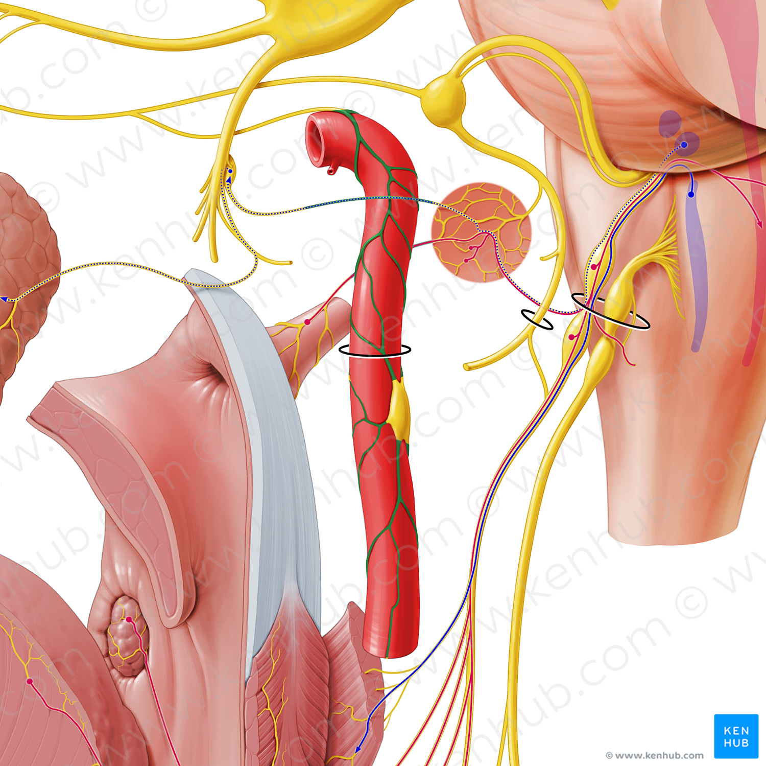 Internal carotid plexus (#7967)