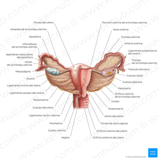 Uterus and ovaries (Spanish)