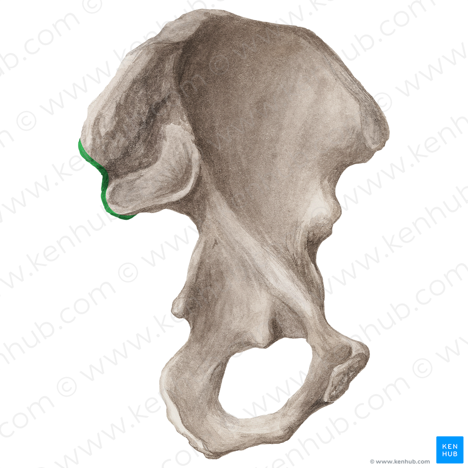 Posterior border of ilium (#21186)