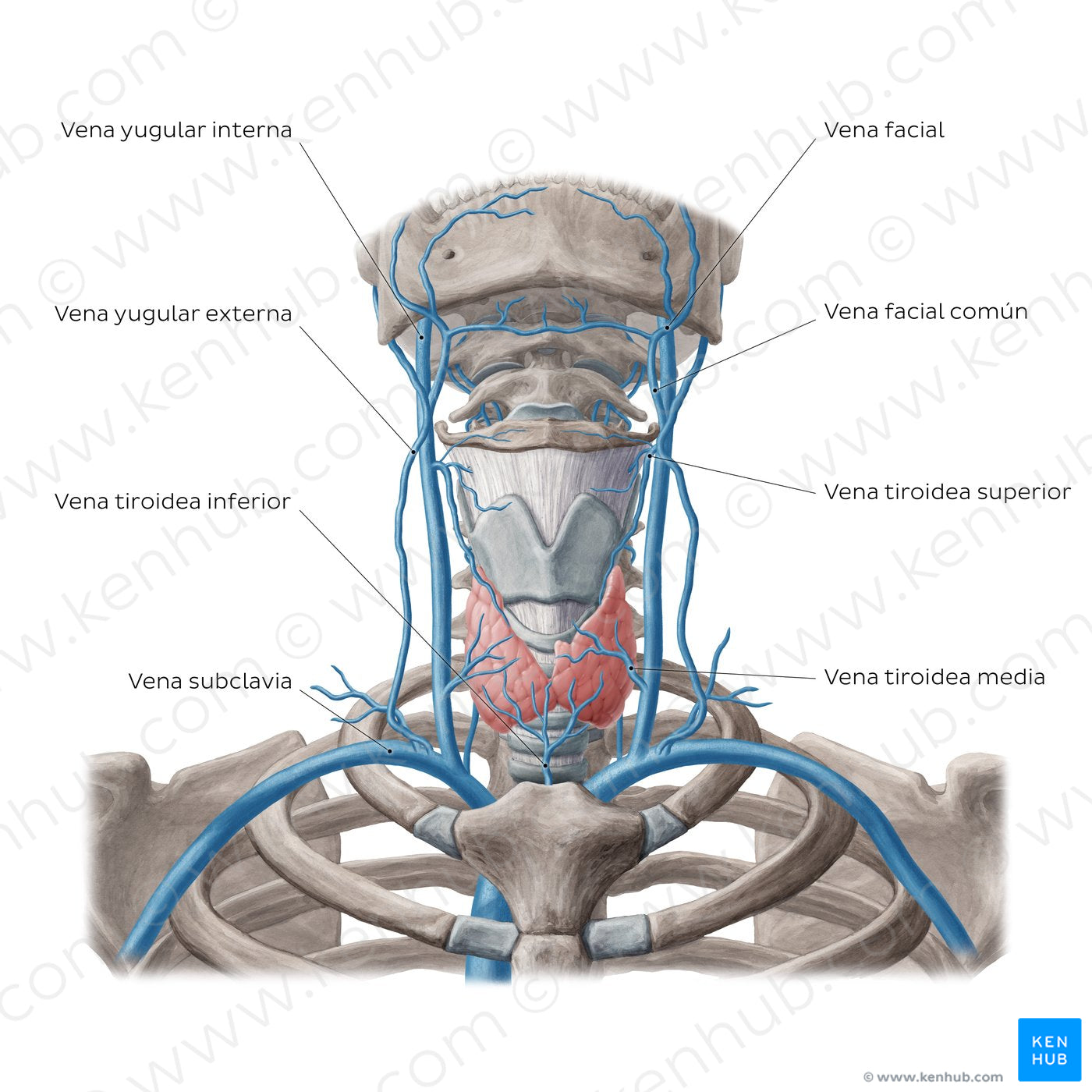 Veins of the thyroid gland (Spanish)