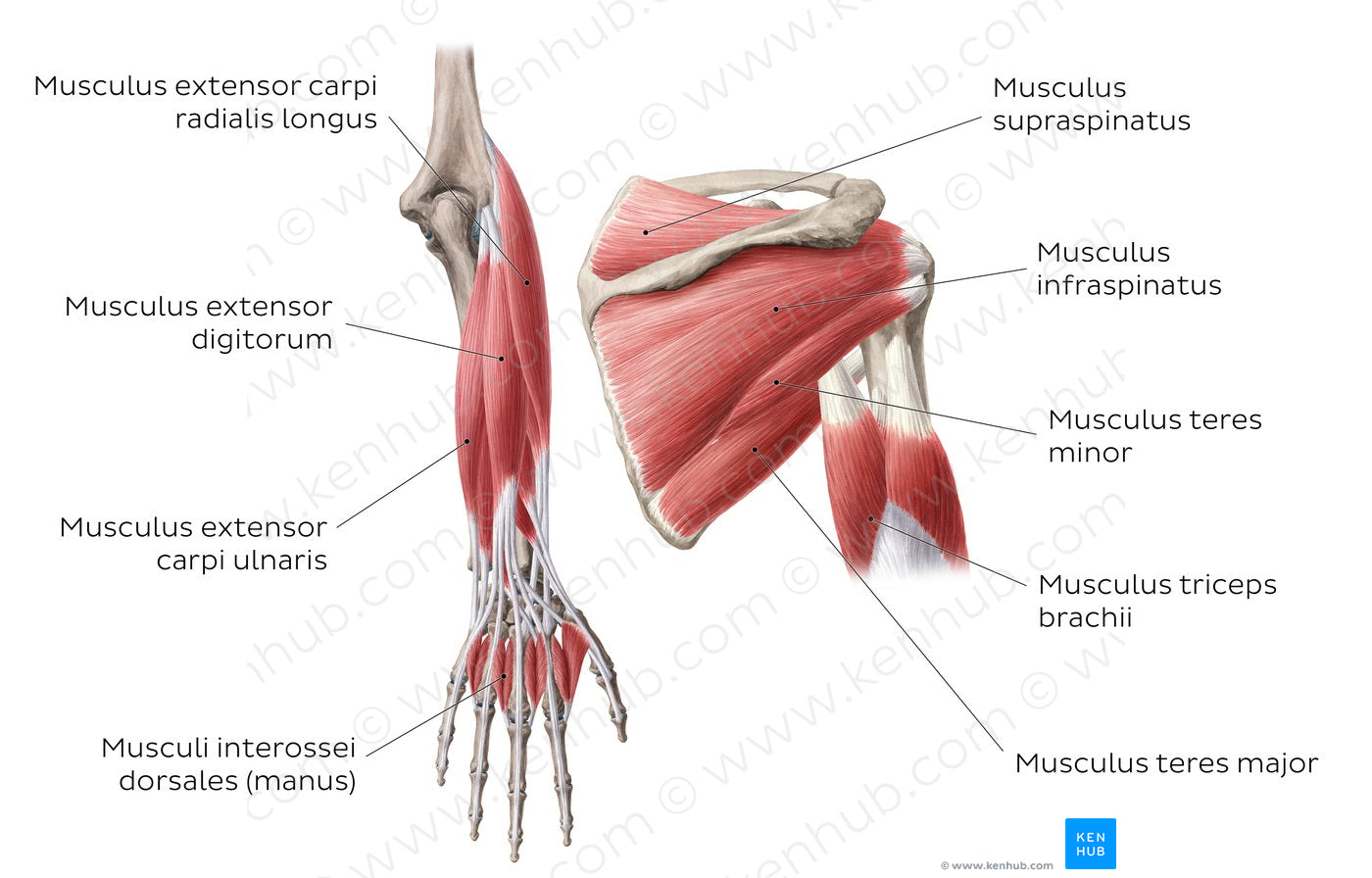 Main muscles of the upper limb - posterior (Latin)