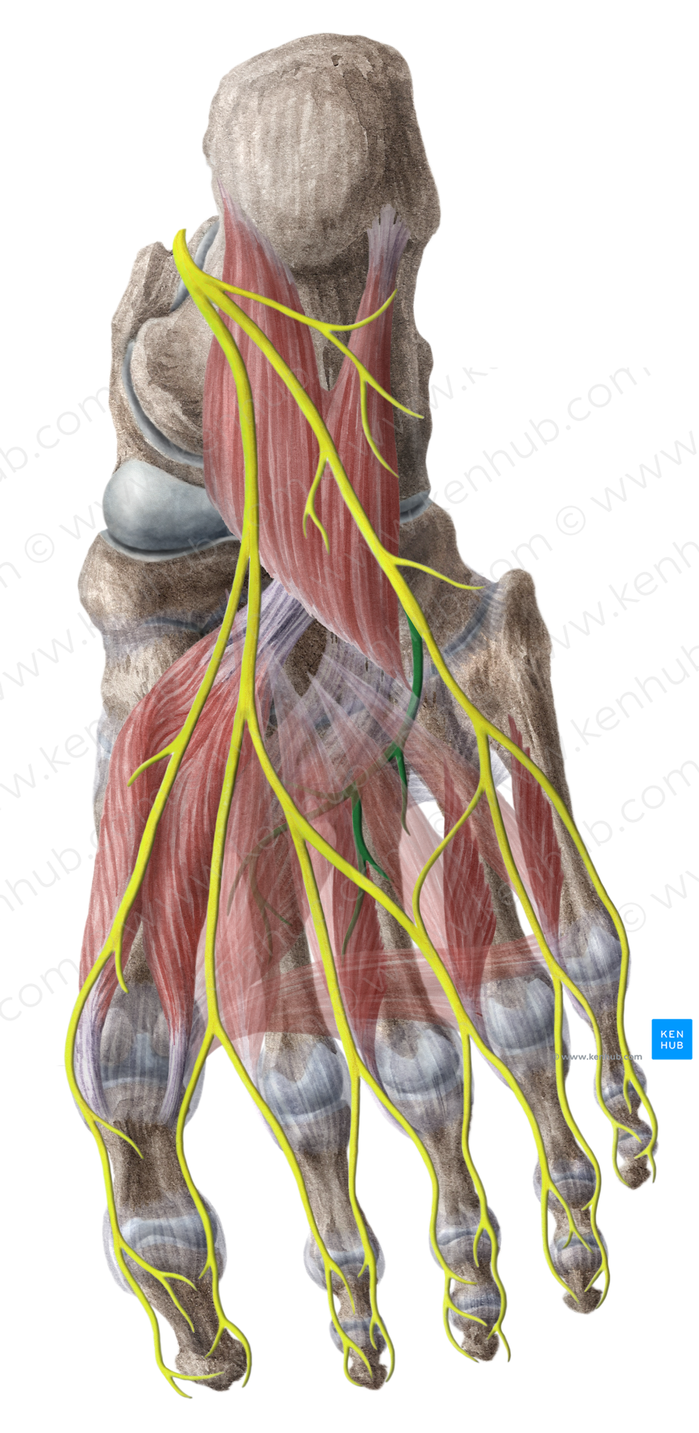Deep branch of lateral plantar nerve (#8785)