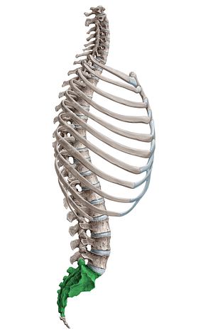 Sacrum (#18105)