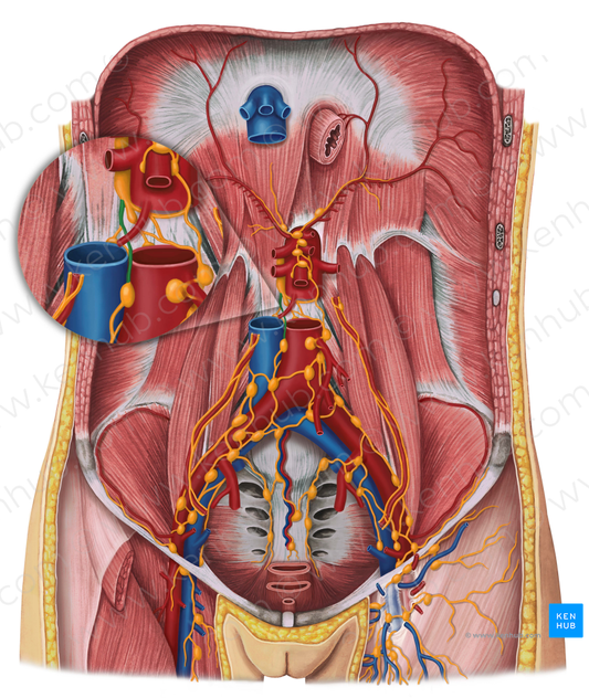 Right lumbar lymphatic trunk (#9624)