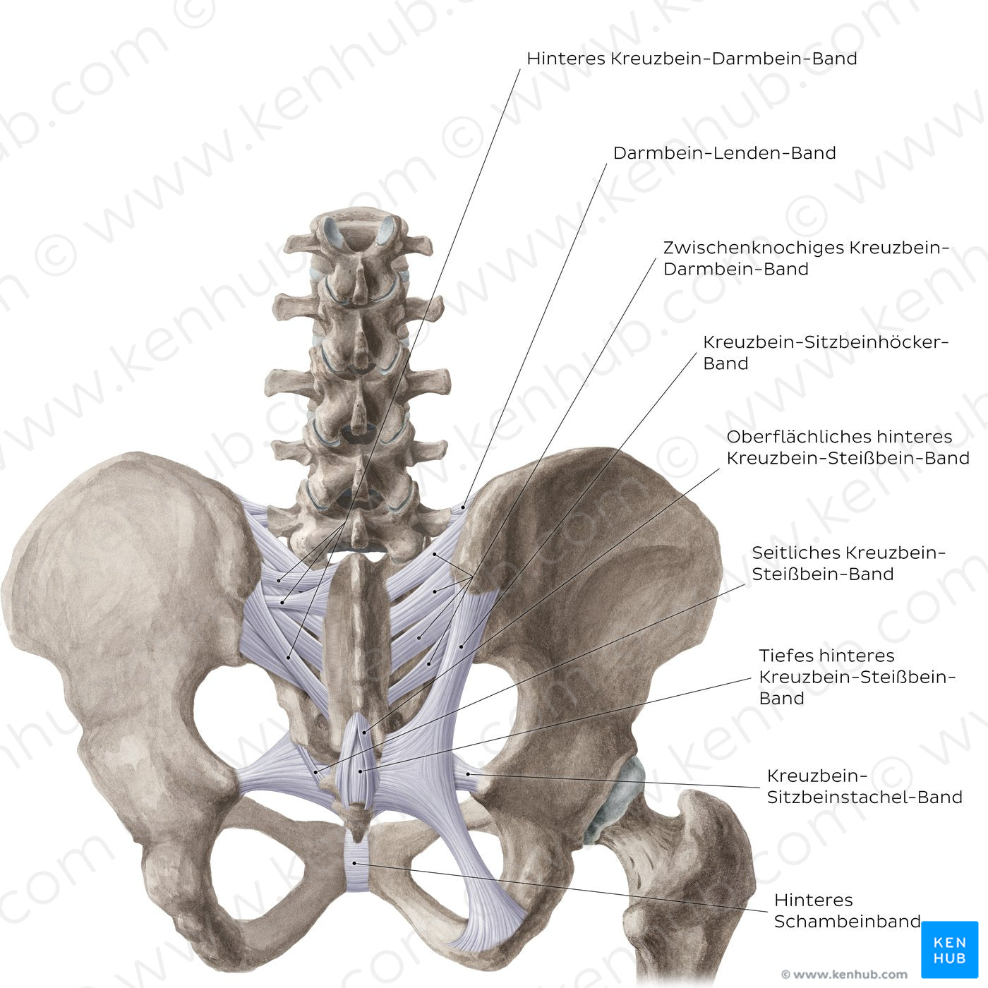 Ligaments of the pelvis (Posterior view) (German)