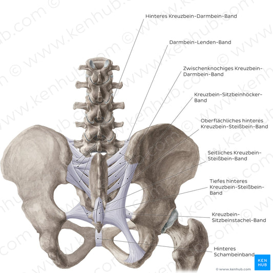 Ligaments of the pelvis (Posterior view) (German)