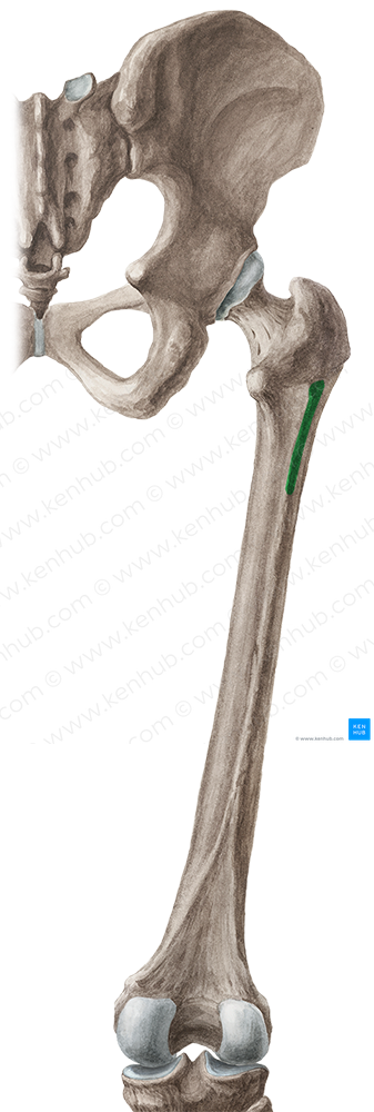 Gluteal tuberosity of femur (#9773)