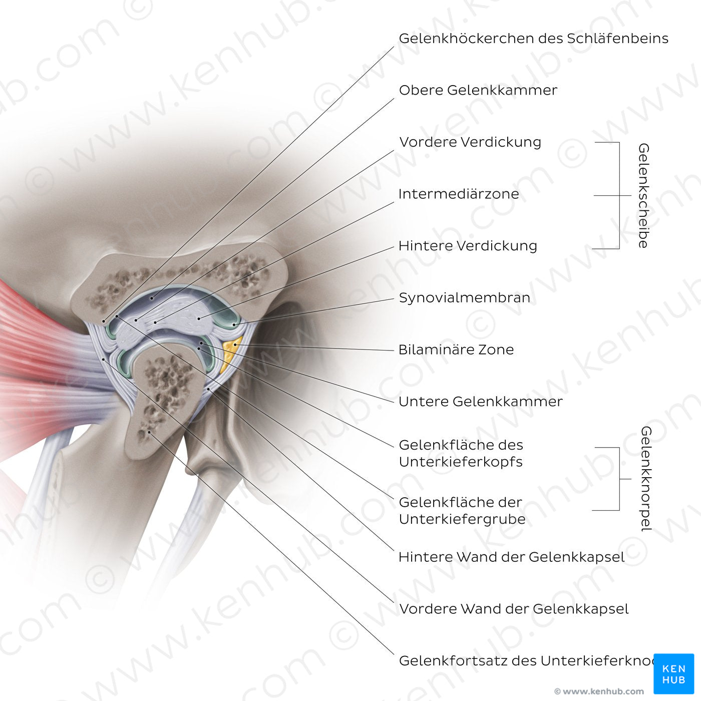 Temporomandibular joint: capsule (German)