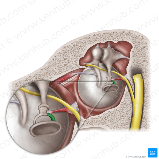 Posterior limb of stapes (#20568)