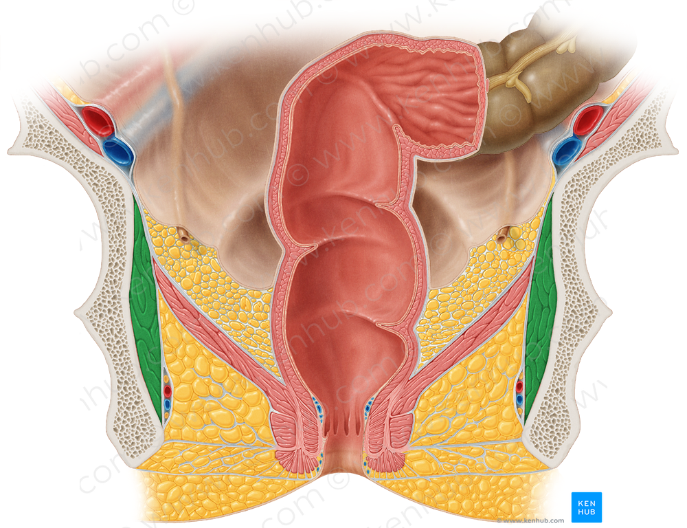 Obturator internus muscle (#5673)