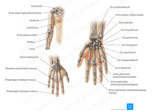 Main bones of the upper extremity (Latin)