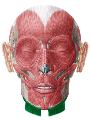 Platysma muscle (#21958)