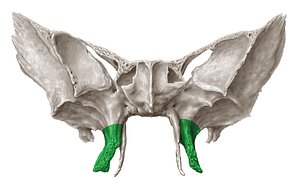 Lateral plate of pterygoid process of sphenoid bone (#4389)