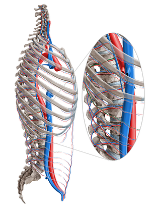 Subcostal vein (#10610)