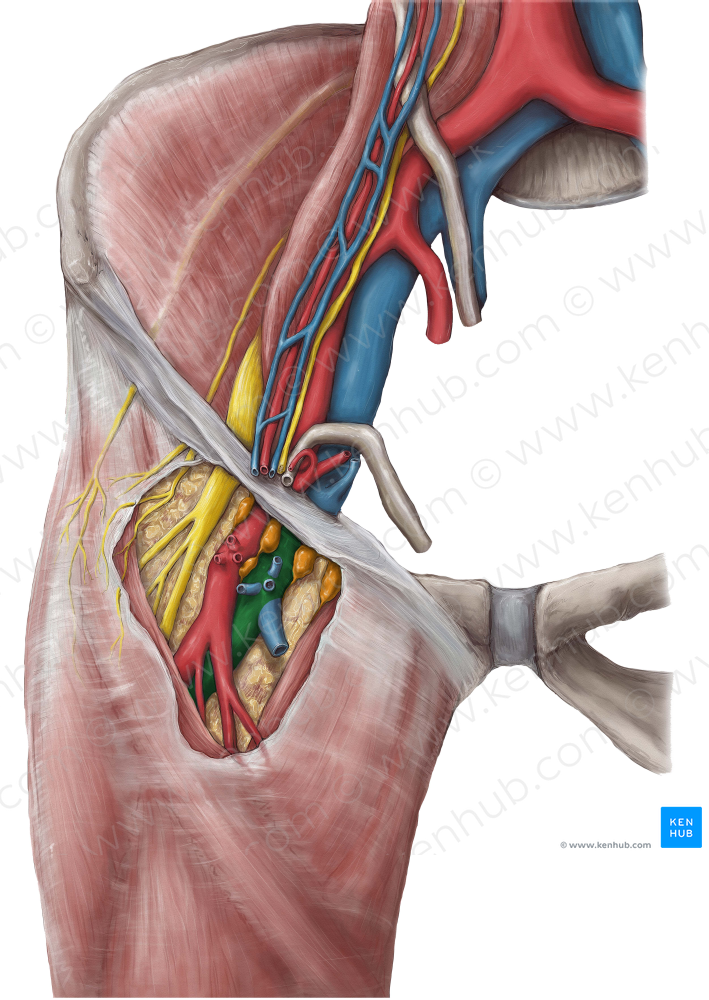 Femoral vein (#10246)