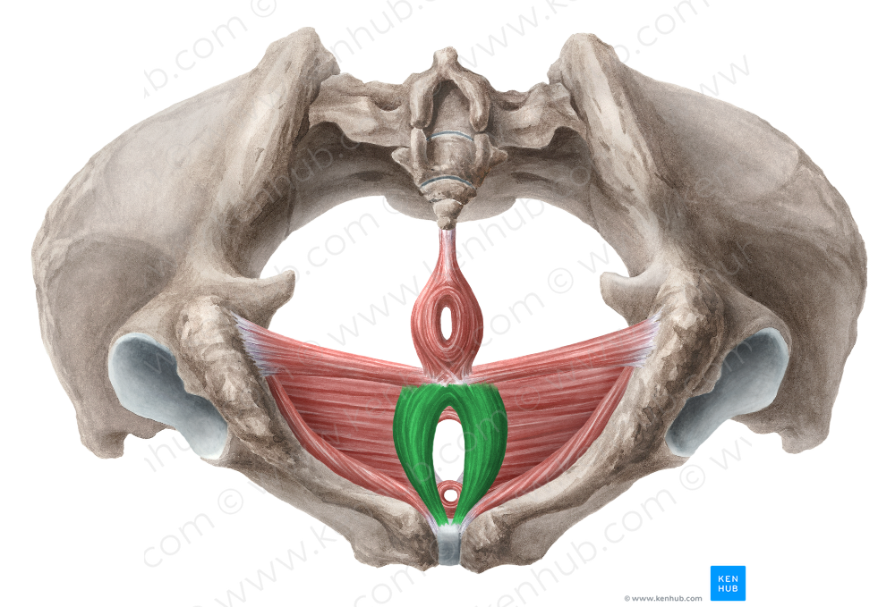 Bulbospongiosus muscle (female) (#5244)