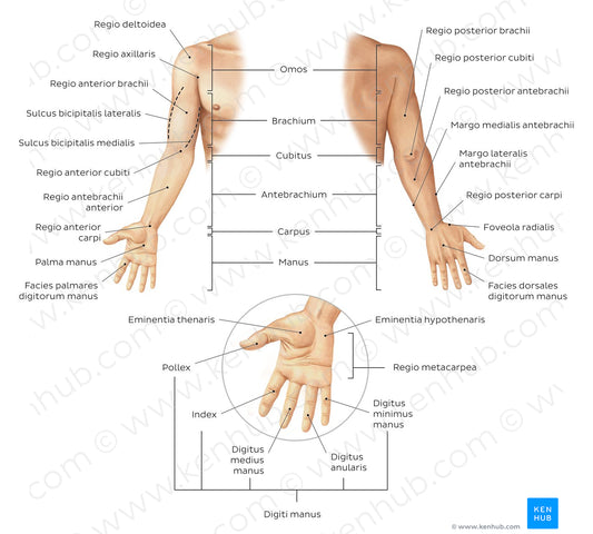 Regions of the upper extremity (Latin)