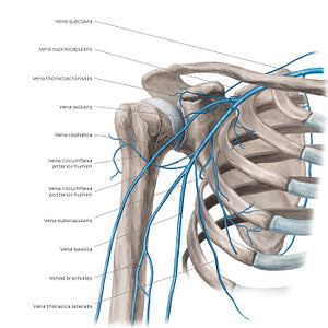 Veins of the arm and the shoulder - Anterior view (Latin)