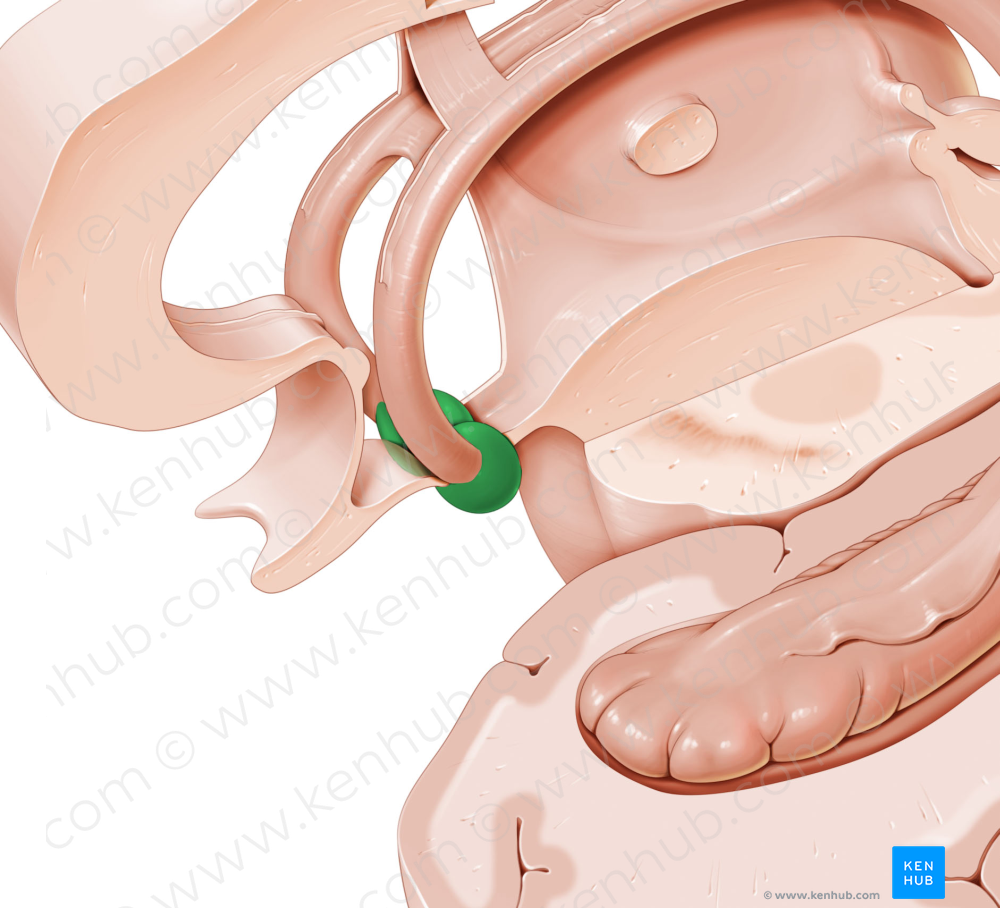 Mammillary body (#2962)