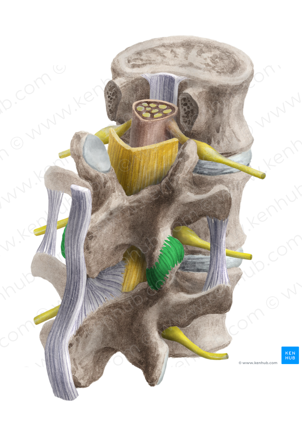 Articular capsule of zygapophyseal joint (#2355)
