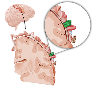 Sensory cortex of teeth (#11061)