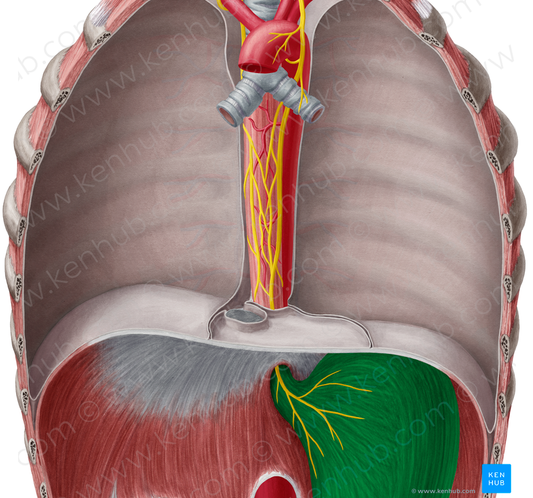 Stomach (#4053)