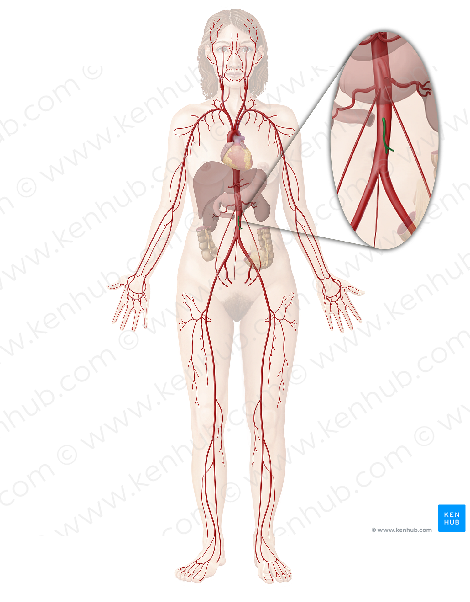 Inferior mesenteric artery (#1518)