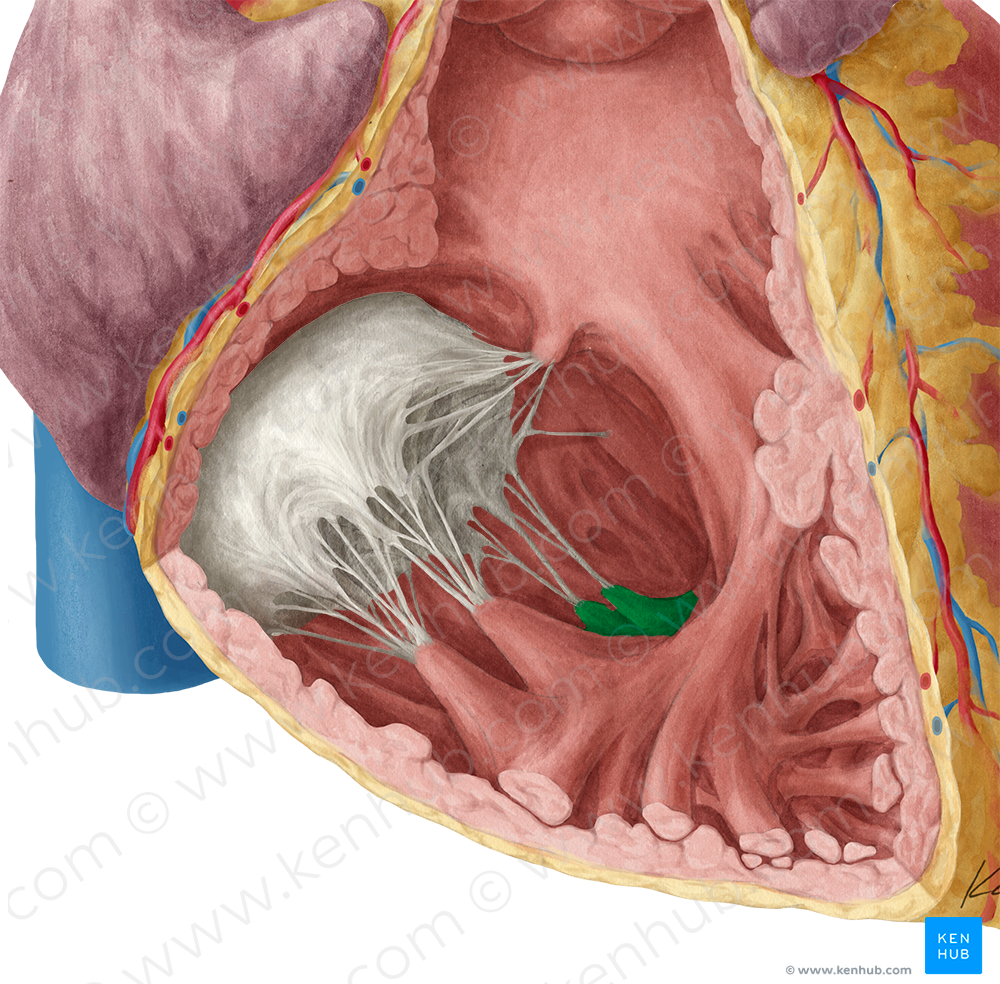 Inferior papillary muscle of right ventricle (#5715)