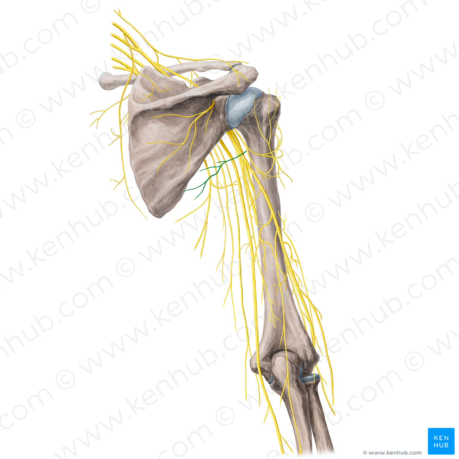 Nerve to teres minor muscle (#21761)