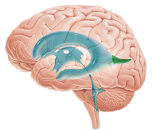 Occipital horn of lateral ventricle (#2870)