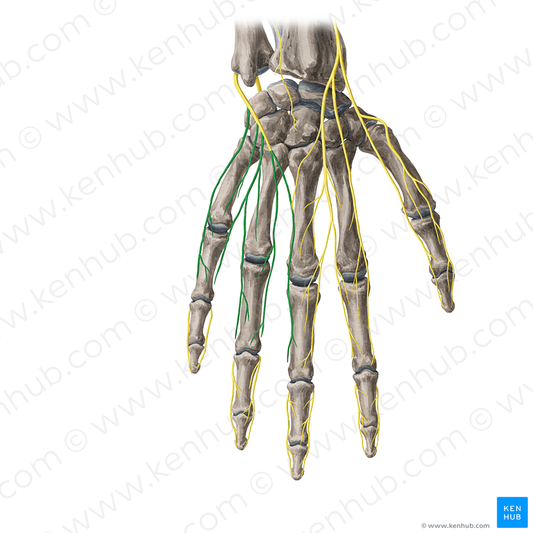 Dorsal digital branches of ulnar nerve (#20402)