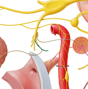 Auriculotemporal nerve (#6337)