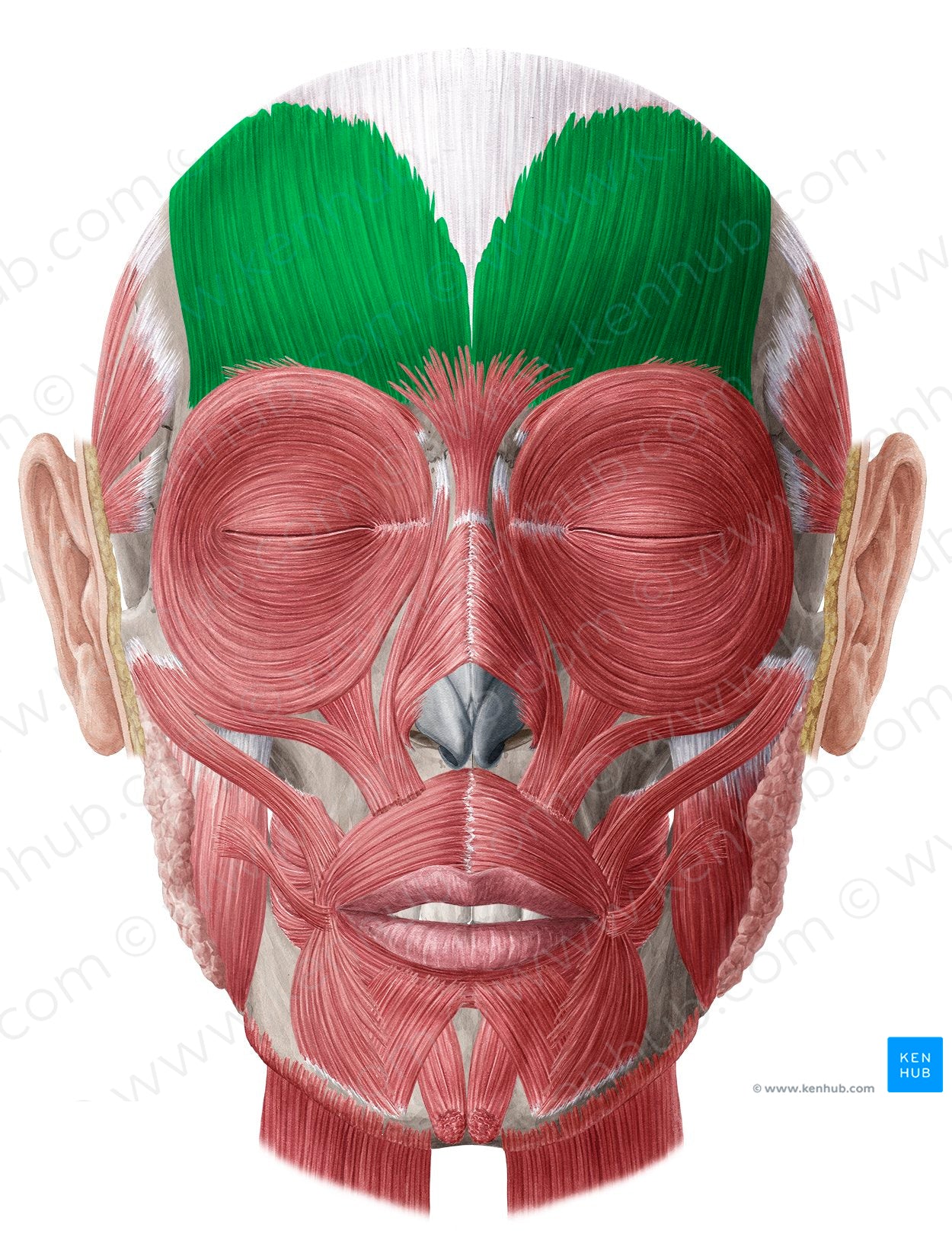 Frontalis muscle (#5387)