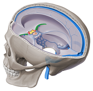 Sphenoparietal sinus (#9066)