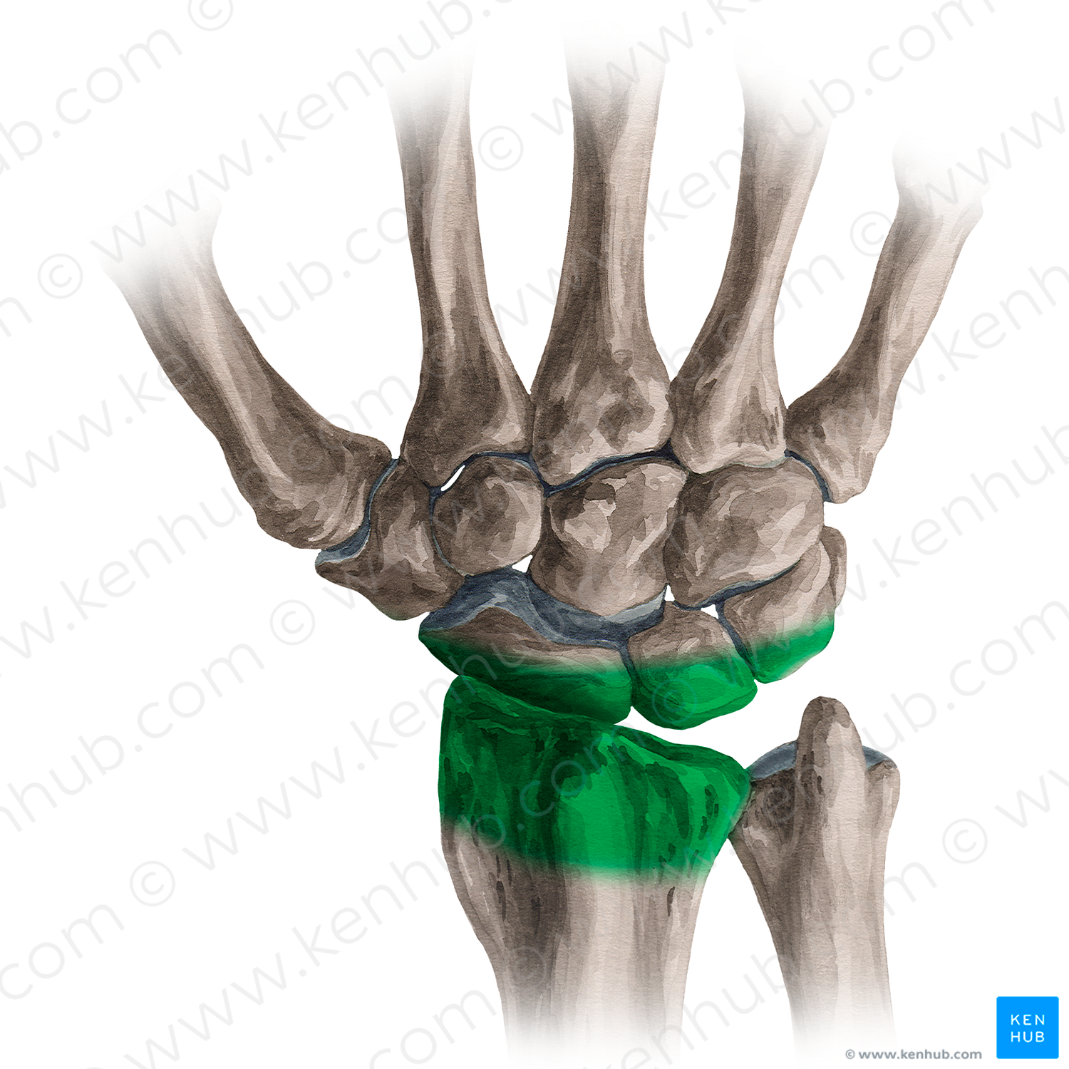 Radiocarpal Joint (#576) – Kenhub Image License Store