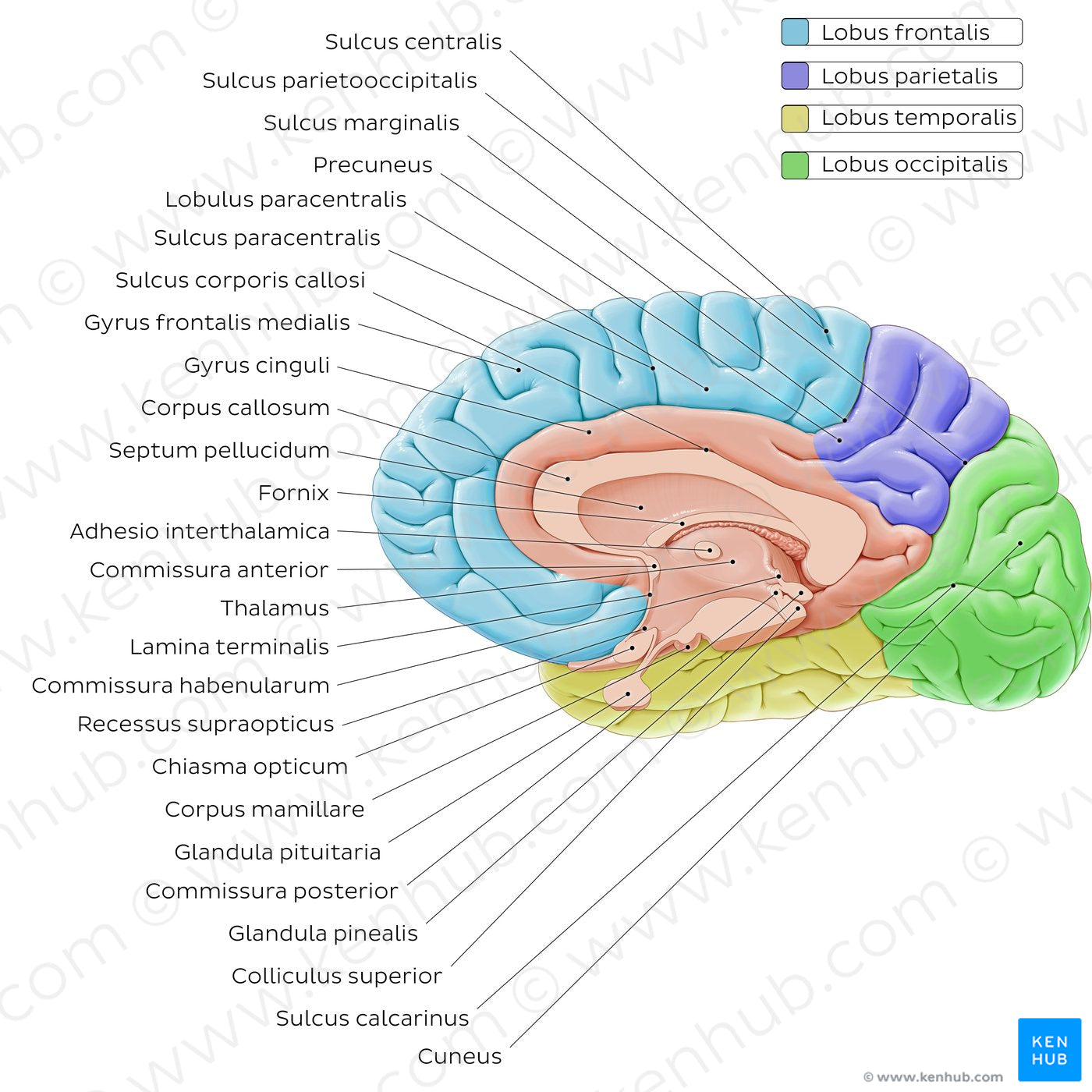 Medial view of the brain (Latin)