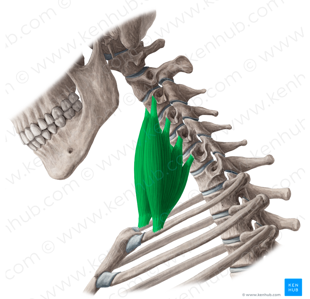 Scalenus anterior muscle (#5902)