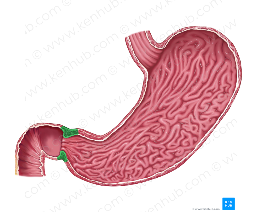 Pyloric sphincter (#5977)