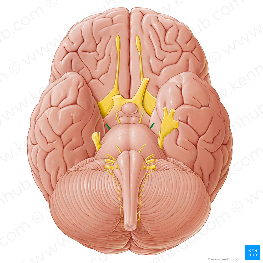 Trochlear nerve (#6842)