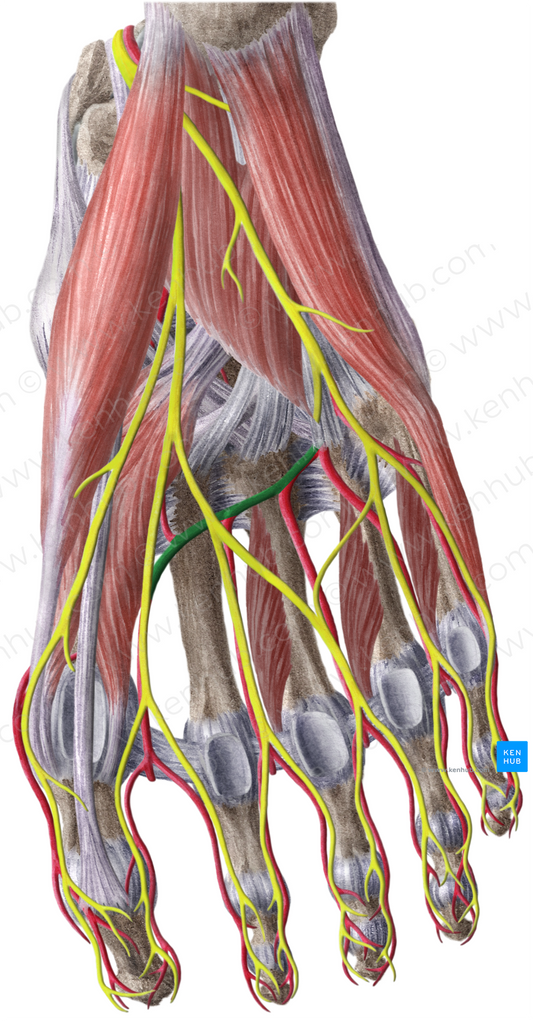 Plantar arch (#850)