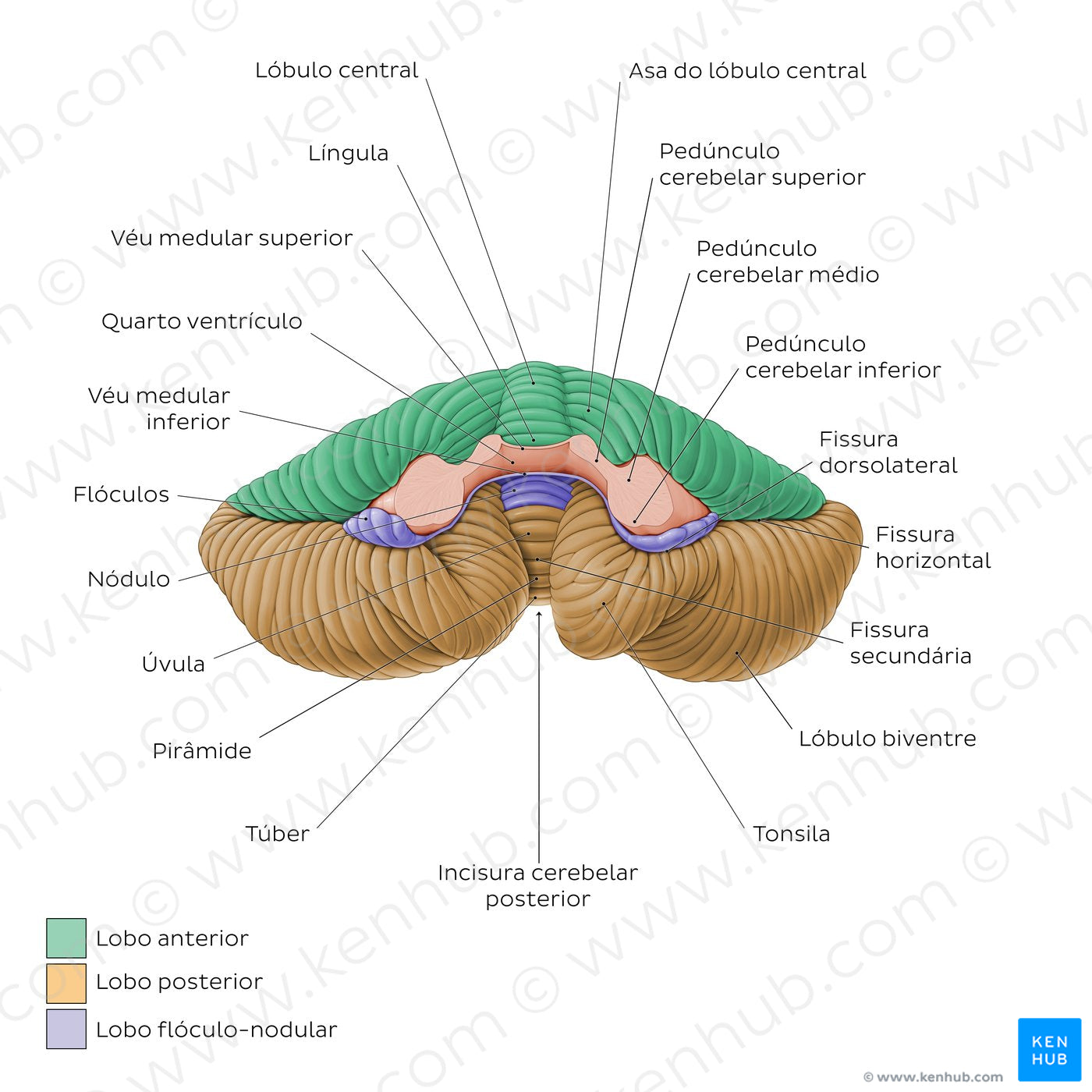 Cerebellum - Anterior view (Portuguese)
