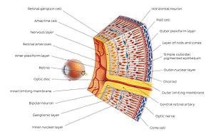 Retina I (English)