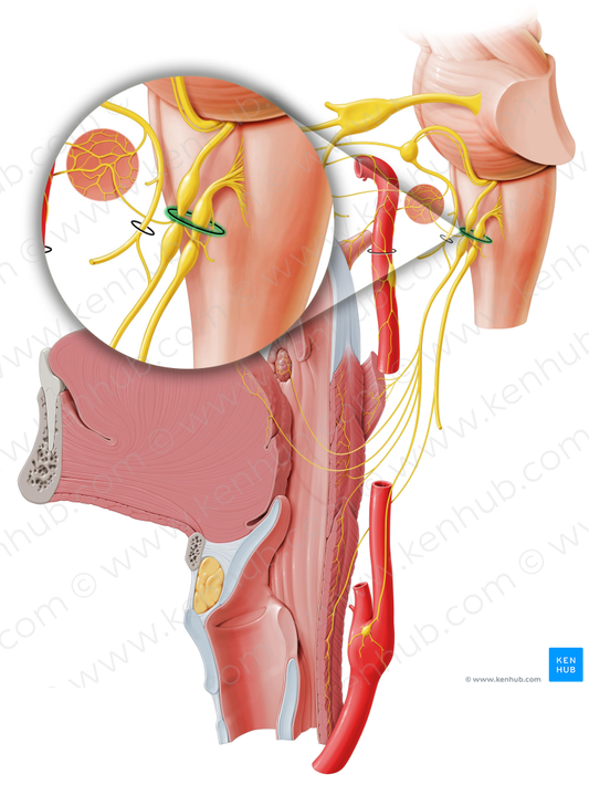 Jugular foramen (#3744)