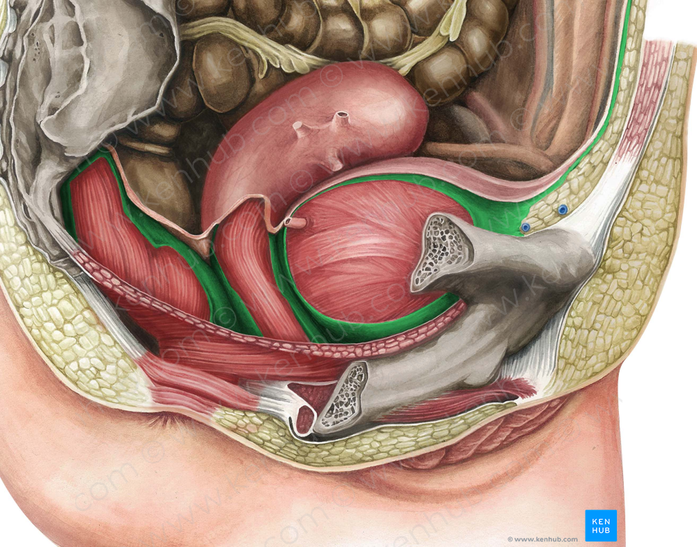 Pelvic visceral fascia (#3568)