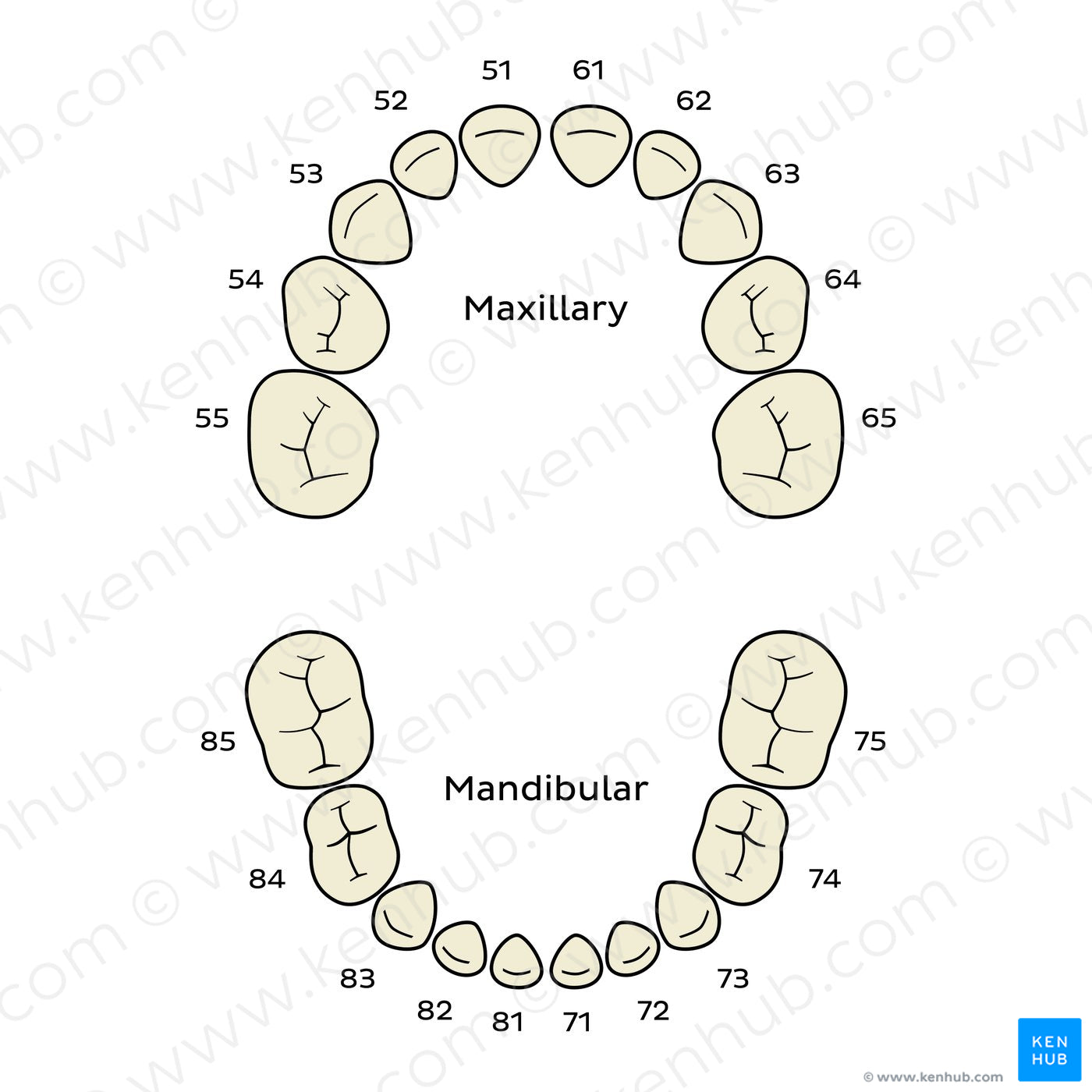 FDI/ISO System (deciduous teeth) (English)