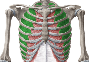 External intercostal muscles (#5119)
