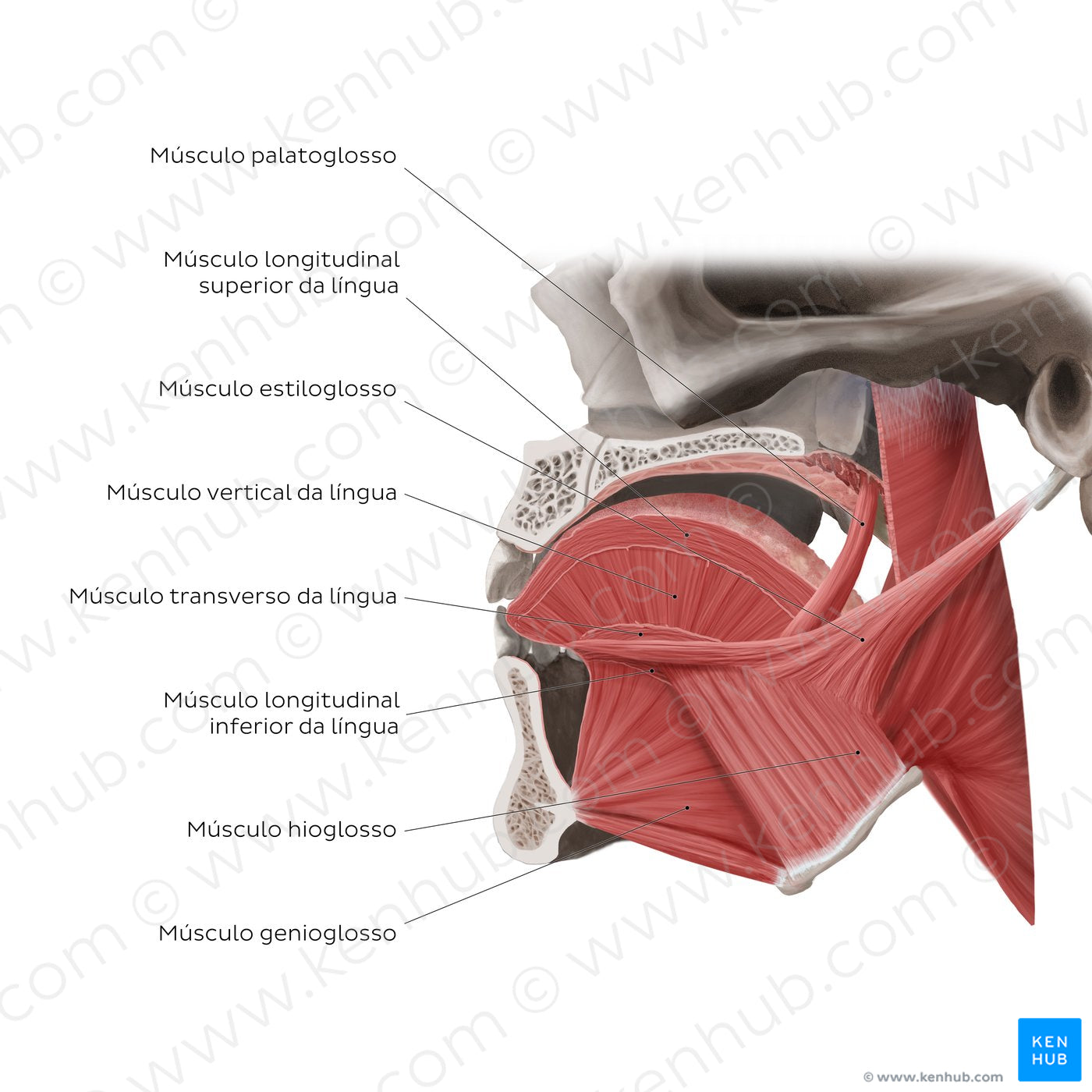Muscles of the tongue: sagittal section (Portuguese)